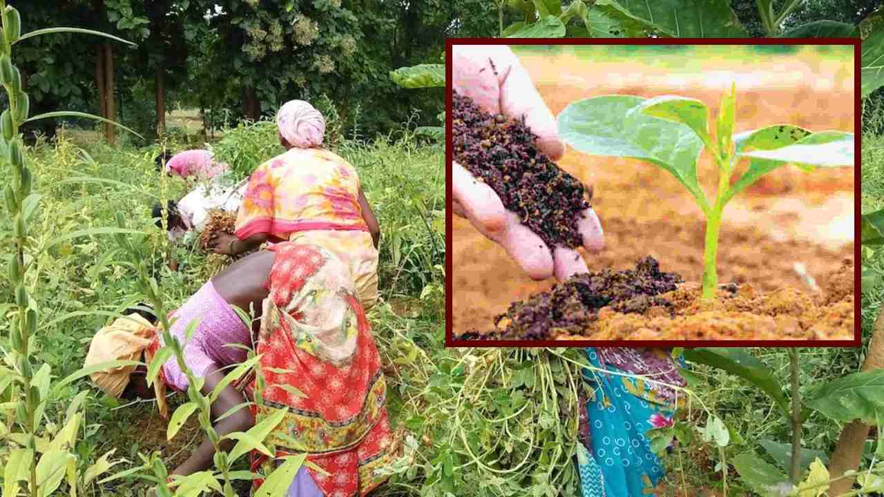 Natural Farming : జీవన ఎరువులు వాడుకునే విషయంలో రైతులు అనుసరించాల్సిన పద్ధతులు Natural Farming : జీవన ఎరువులు వాడుకునే విషయంలో రైతులు అనుసరించాల్సిన పద్ధతులు