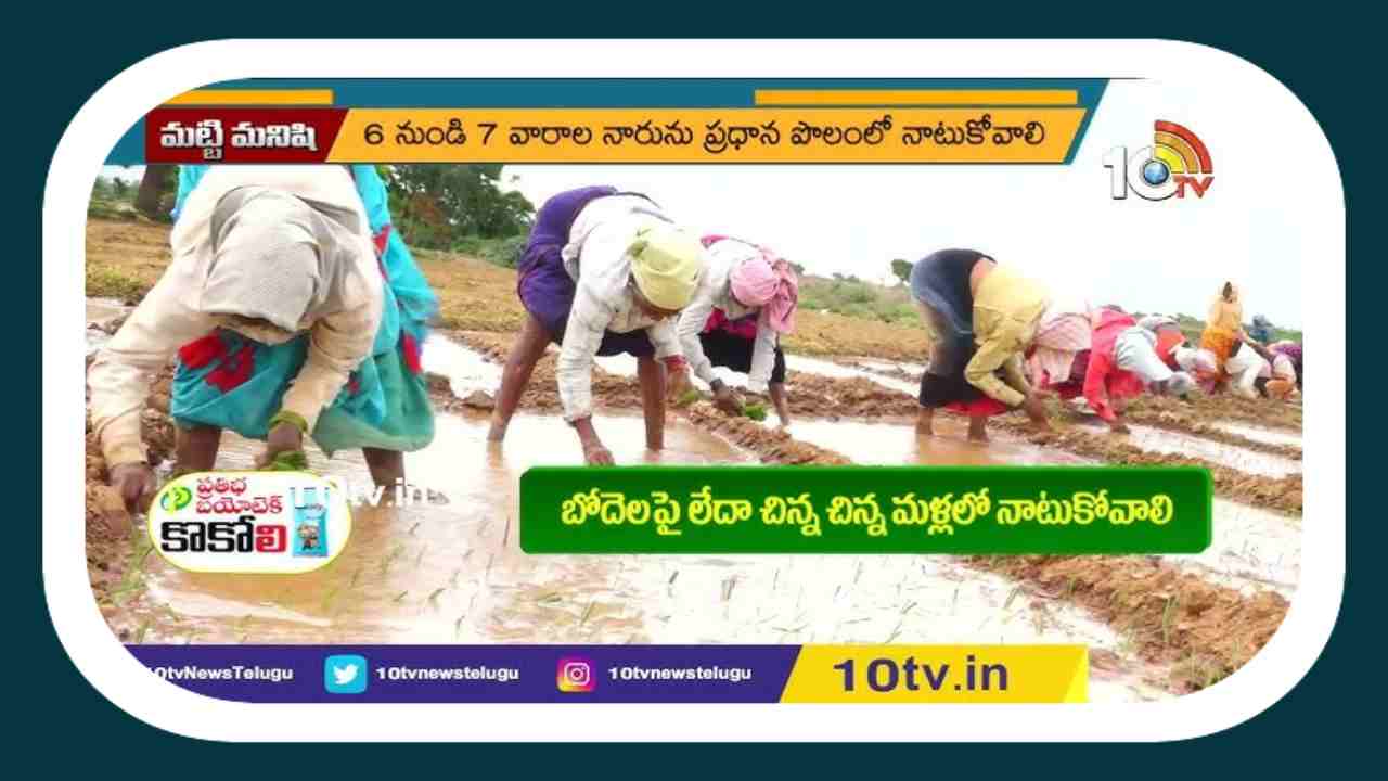 Onion Cultivation : ఉల్లి సాగులో అధిక దిగుబడికి పాటించాల్సిన మేలైన యాజమాన్యం Onion Cultivation : ఉల్లి సాగులో అధిక దిగుబడికి పాటించాల్సిన మేలైన యాజమాన్యం