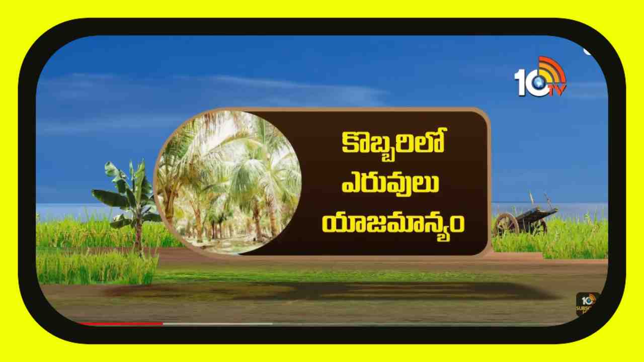 Ownership of Fertilizers : కొబ్బరి తోటల్లో చెపట్టాల్సిన ఎరువుల యాజమాన్యం Ownership of Fertilizers : కొబ్బరి తోటల్లో చెపట్టాల్సిన ఎరువుల యాజమాన్యం