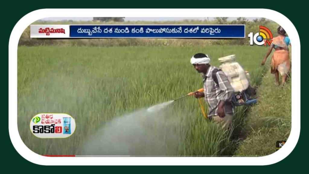 Paddy Crop