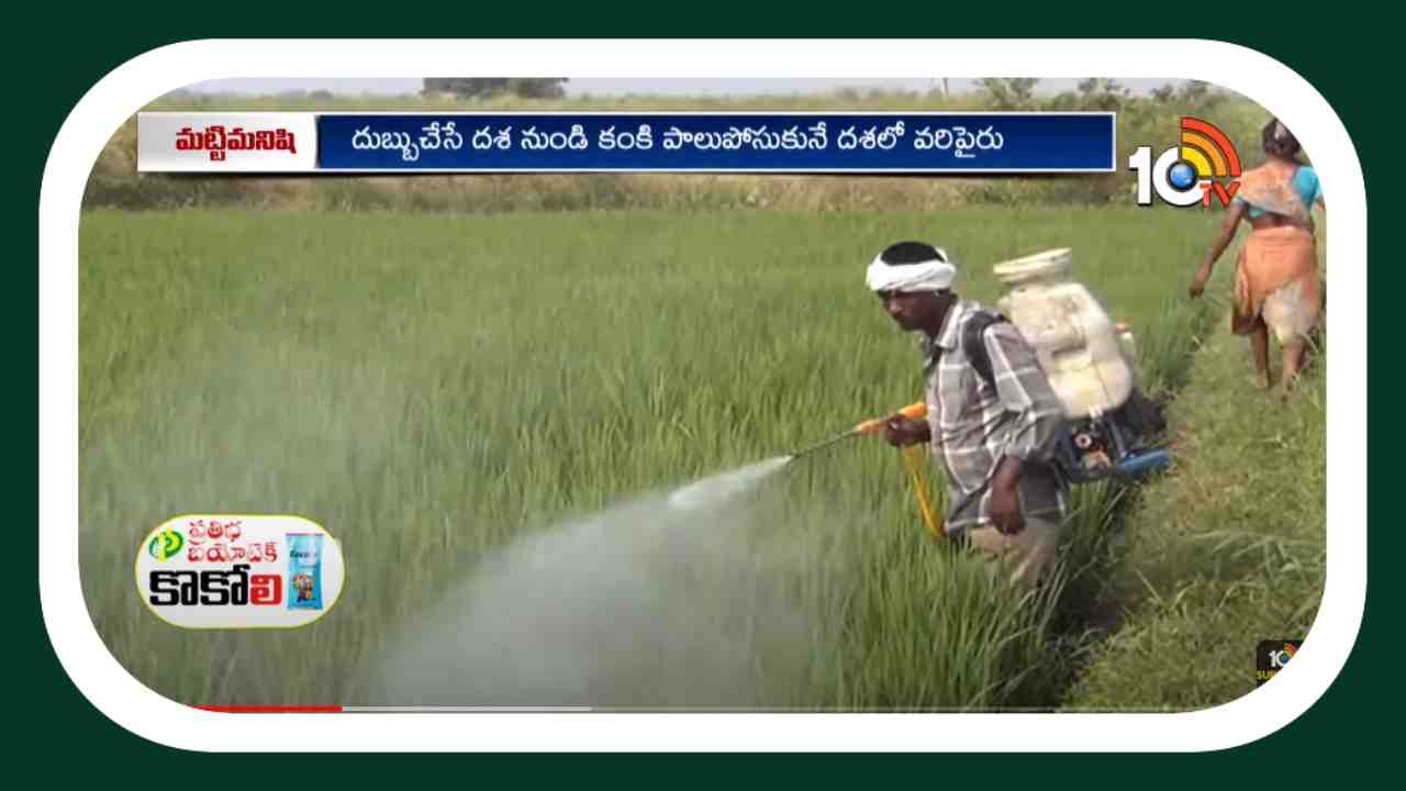 Paddy Crop : వరిలో ప్రస్తుతం ఆశించిన చీడపీడల నివారణ Paddy Crop : వరిలో ప్రస్తుతం ఆశించిన చీడపీడల నివారణ
