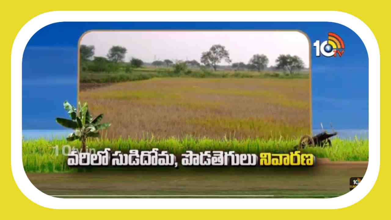 Paddy Cultivation : వరిపైరుకు సుడిదోమ పోటు.. నివారణకు అధికారుల సూచనలు Paddy Cultivation : వరిపైరుకు సుడిదోమ పోటు.. నివారణకు అధికారుల సూచనలు