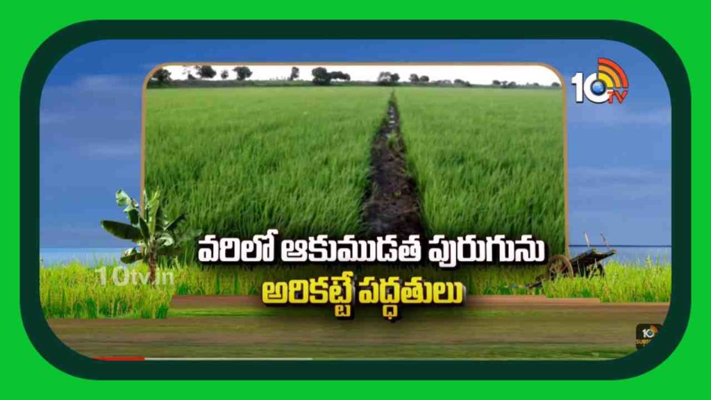 Paddy Cultivation