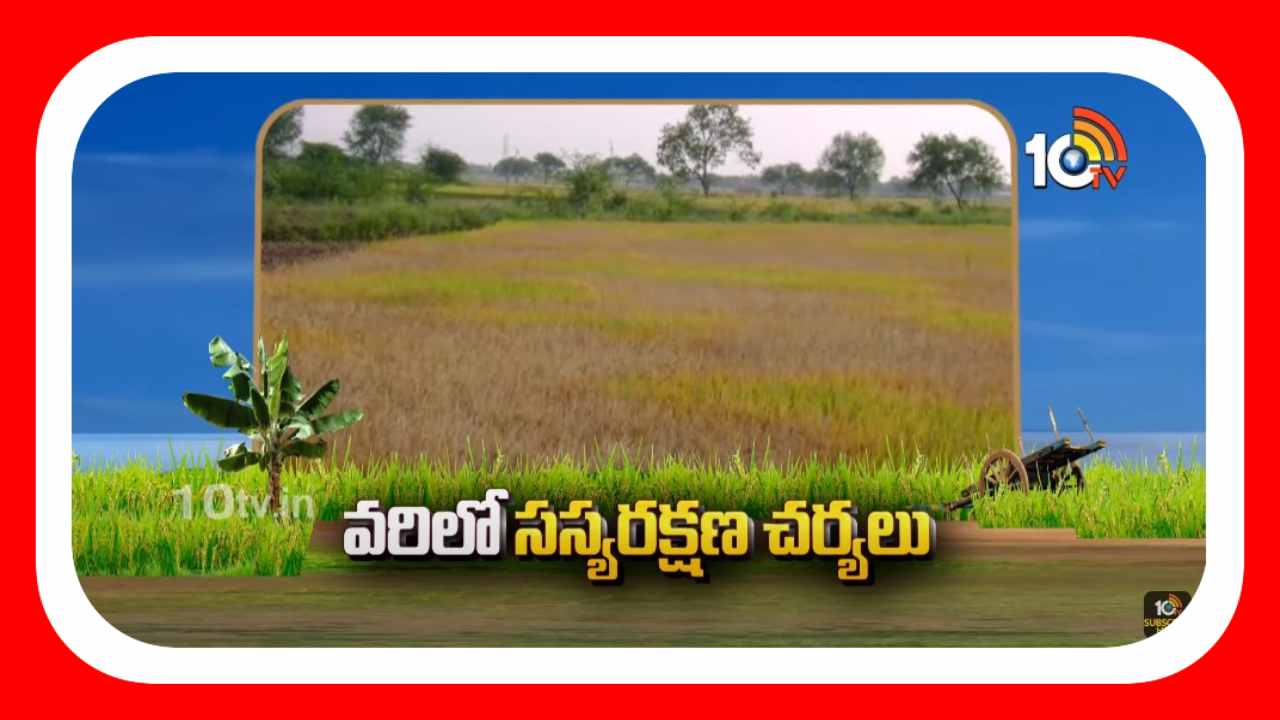 Kharif Rice Crop : ఖరీఫ్ వరి పంటలో చీడపీడల ఉధృతి.. నివారణకు శాస్త్రవేత్తల సూచనలు Kharif Rice Crop : ఖరీఫ్ వరి పంటలో చీడపీడల ఉధృతి.. నివారణకు శాస్త్రవేత్తల సూచనలు
