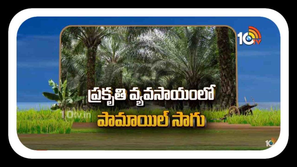 Palm Oil Cultivation