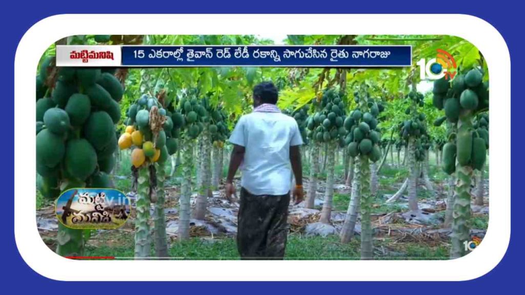 Papaya Cultivation
