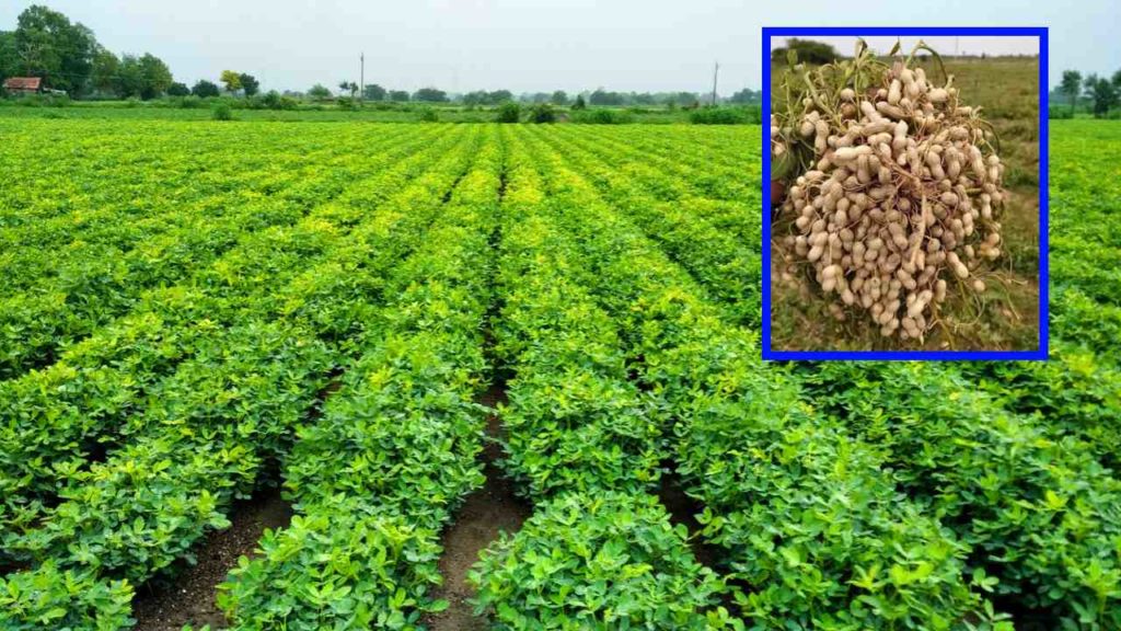 Peanut Cultivation