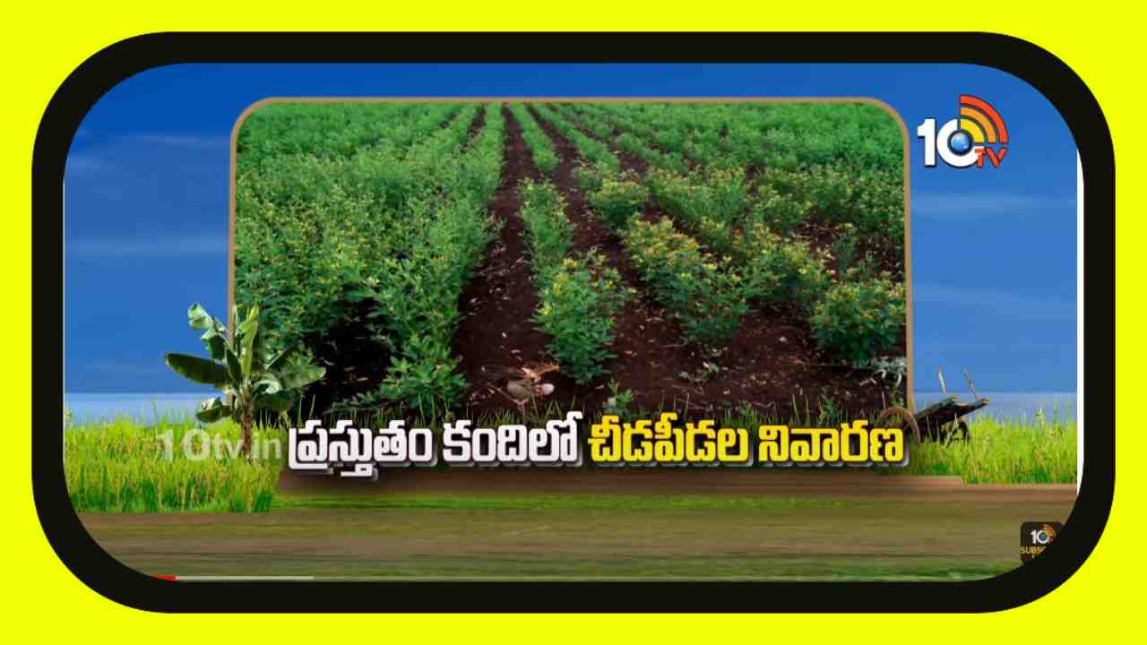 Pest Control : కంది పంటలో చీడపీడల ఉధృతి..నివారణ చర్యలు Pest Control : కంది పంటలో చీడపీడల ఉధృతి..నివారణ చర్యలు