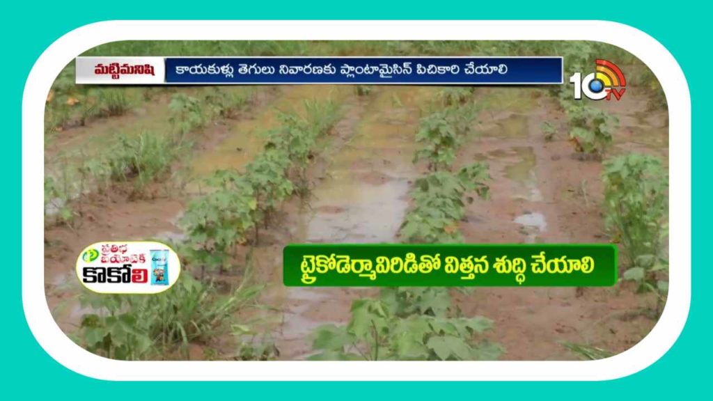 Pest Control In Cotton