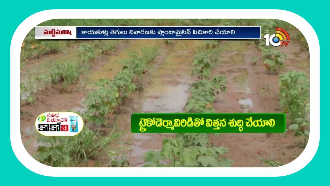 Pest Control : పత్తిని ఆశించిన తెగుళ్లు.. నివారణ Pest Control : పత్తిని ఆశించిన తెగుళ్లు.. నివారణ