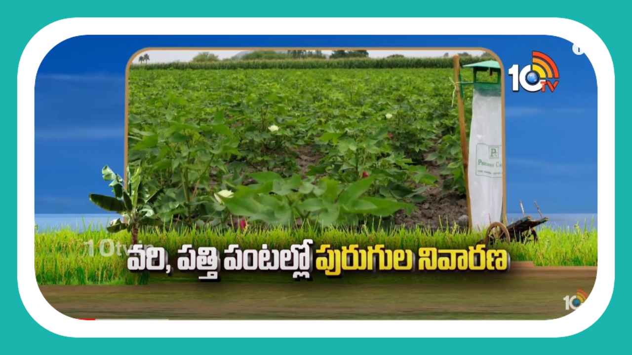 Prevention of Pests : వరి, పత్తి పంటల్లో పురుగుల నివారణ Prevention of Pests : వరి, పత్తి పంటల్లో పురుగుల నివారణ