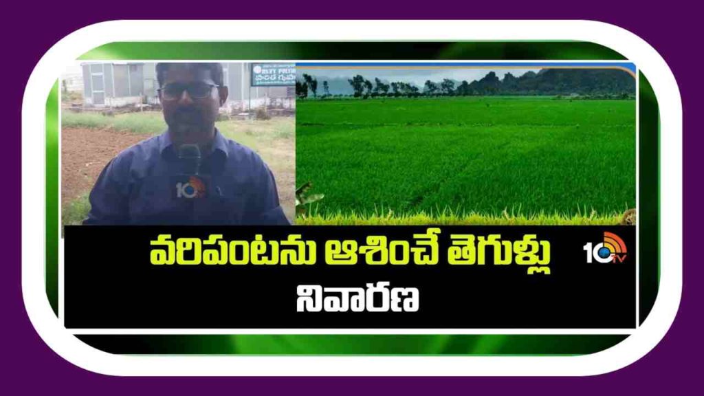 Pests in Rice
