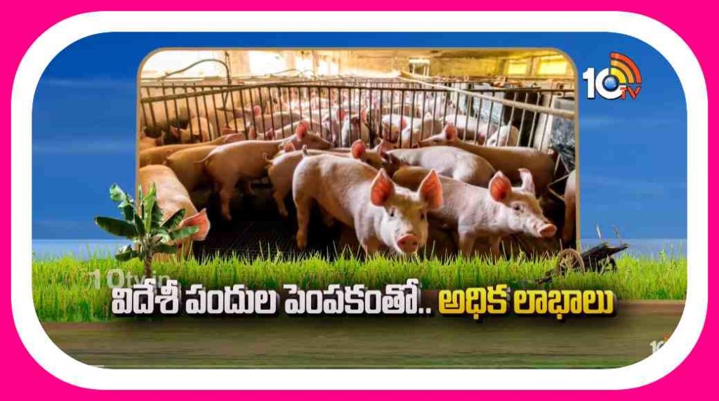 Pig Farming :
