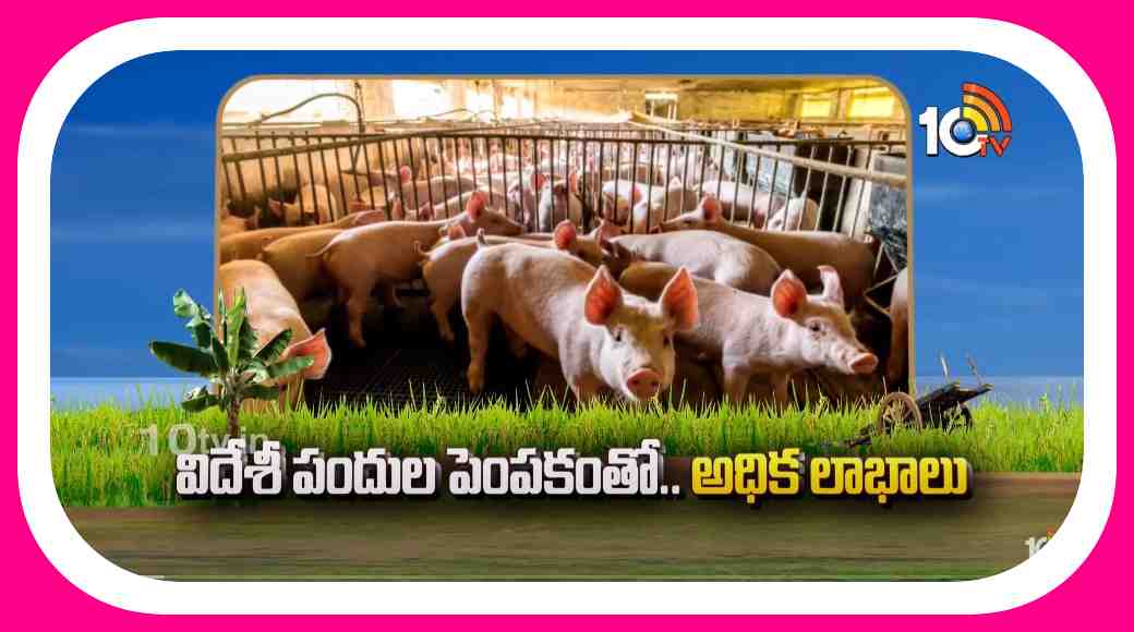 Pig Farming : విదేశీ పందుల పెంపకంతో.. అధిక లాభాలు Pig Farming : విదేశీ పందుల పెంపకంతో.. అధిక లాభాలు