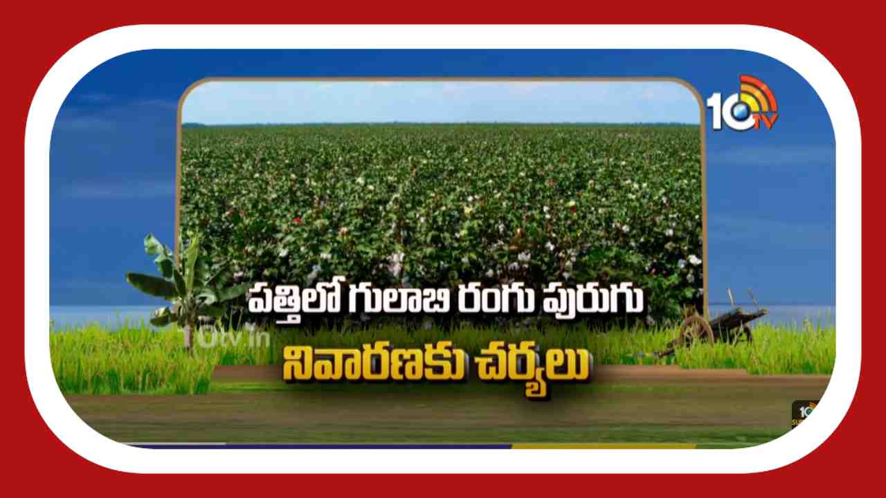 Pink Bollworm in Cotton : పత్తిలో గులాబిరంగు పురుగును అరికట్టేందుకు తీసుకోవాల్సిన చర్యలు Pink Bollworm in Cotton : పత్తిలో గులాబిరంగు పురుగును అరికట్టేందుకు తీసుకోవాల్సిన చర్యలు
