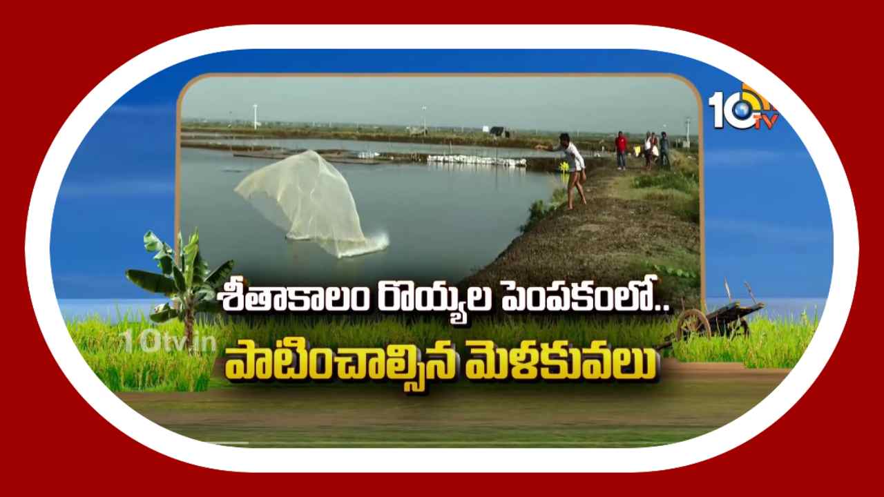 Prawn Cultivation : శీతాకాలంలో వనామి రొయ్యలకు వైట్ స్ఫాట్, విబ్రియో ఉధృతి Prawn Cultivation : శీతాకాలంలో వనామి రొయ్యలకు వైట్ స్ఫాట్, విబ్రియో ఉధృతి