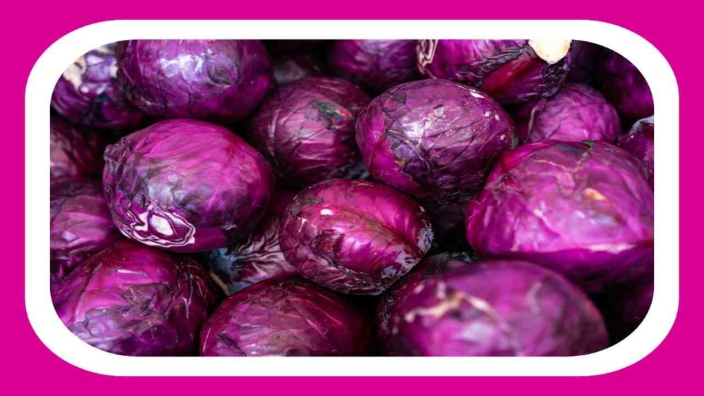 Purple Cabbage