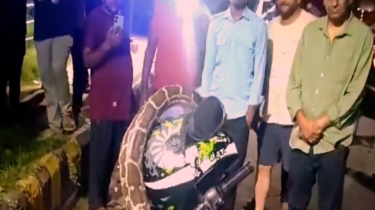 Python Video: వామ్మో చూస్తేనే భయం వేస్తోంది.. భారీ కొండ చిలువను చివరకు.. Python Video: వామ్మో చూస్తేనే భయం వేస్తోంది.. భారీ కొండ చిలువను చివరకు..