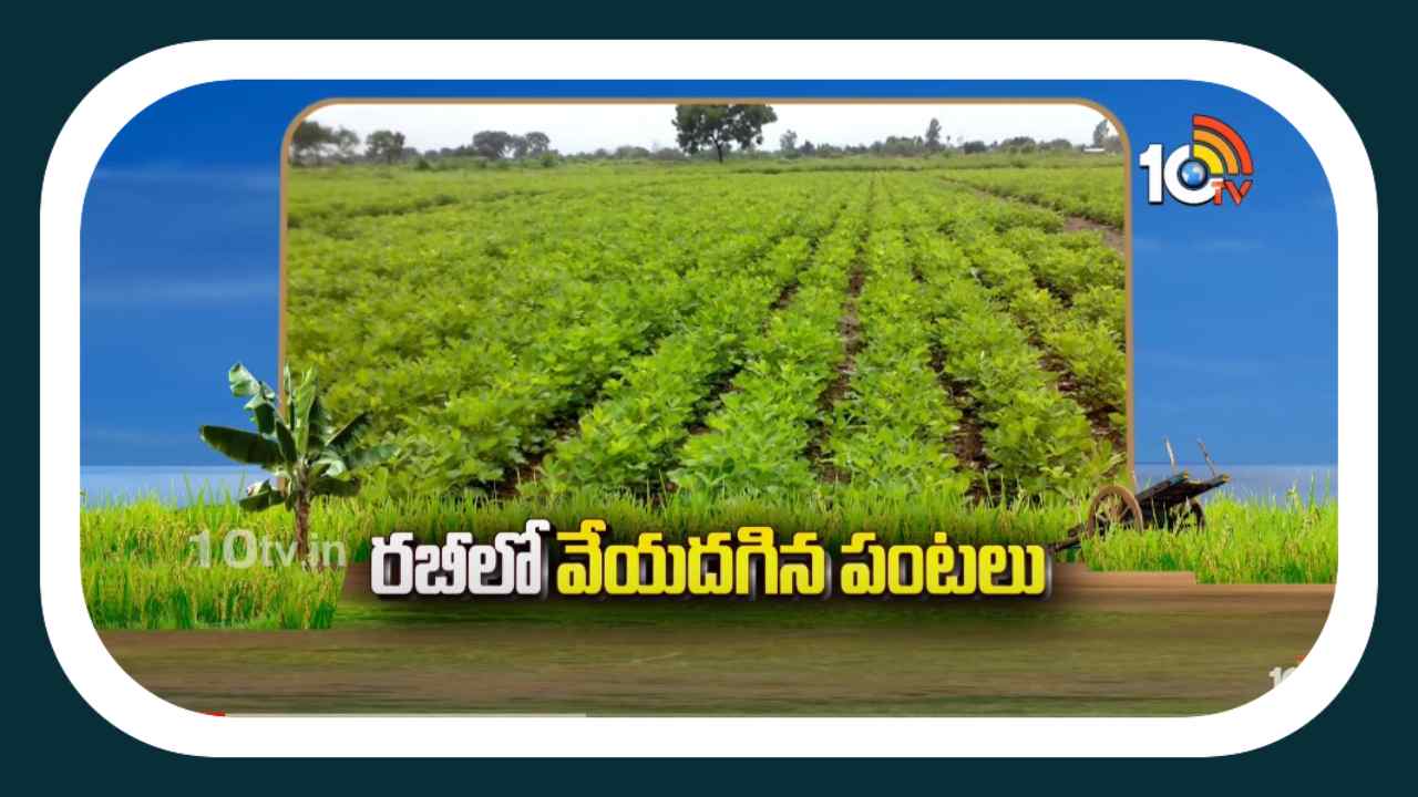 Rabi Corps : రబీలో వేయదగిన పంటలు.. శాస్త్ర వేత్తల సూచనలు Rabi Corps : రబీలో వేయదగిన పంటలు.. శాస్త్ర వేత్తల సూచనలు