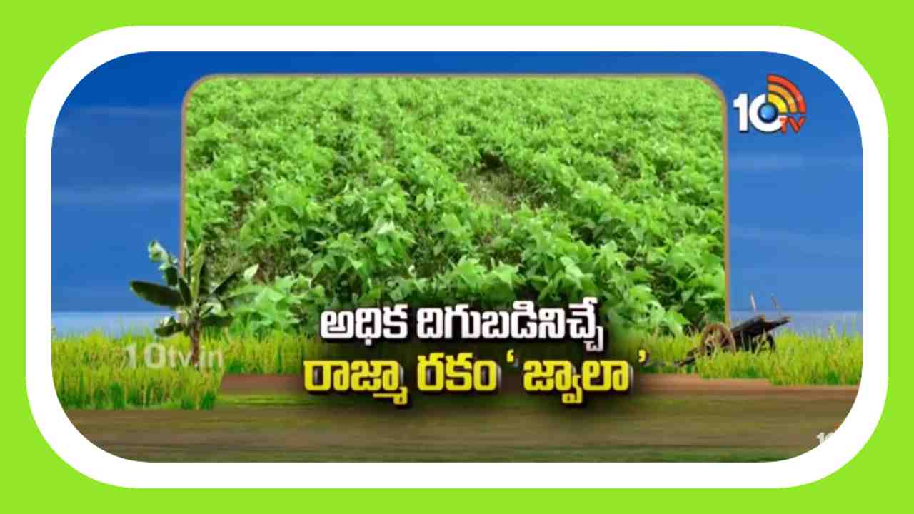Rajma Farming : జ్వాలా రాజ్మా రకంతో అధిక దిగుబడులు Rajma Farming : జ్వాలా రాజ్మా రకంతో అధిక దిగుబడులు