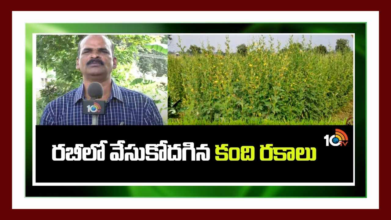 Red Gram : కందిలో మేలైన రకాలు.. అధిక దిగుబడుల కోసం శాస్త్రవేత్తల సూచనలు Red Gram : కందిలో మేలైన రకాలు.. అధిక దిగుబడుల కోసం శాస్త్రవేత్తల సూచనలు