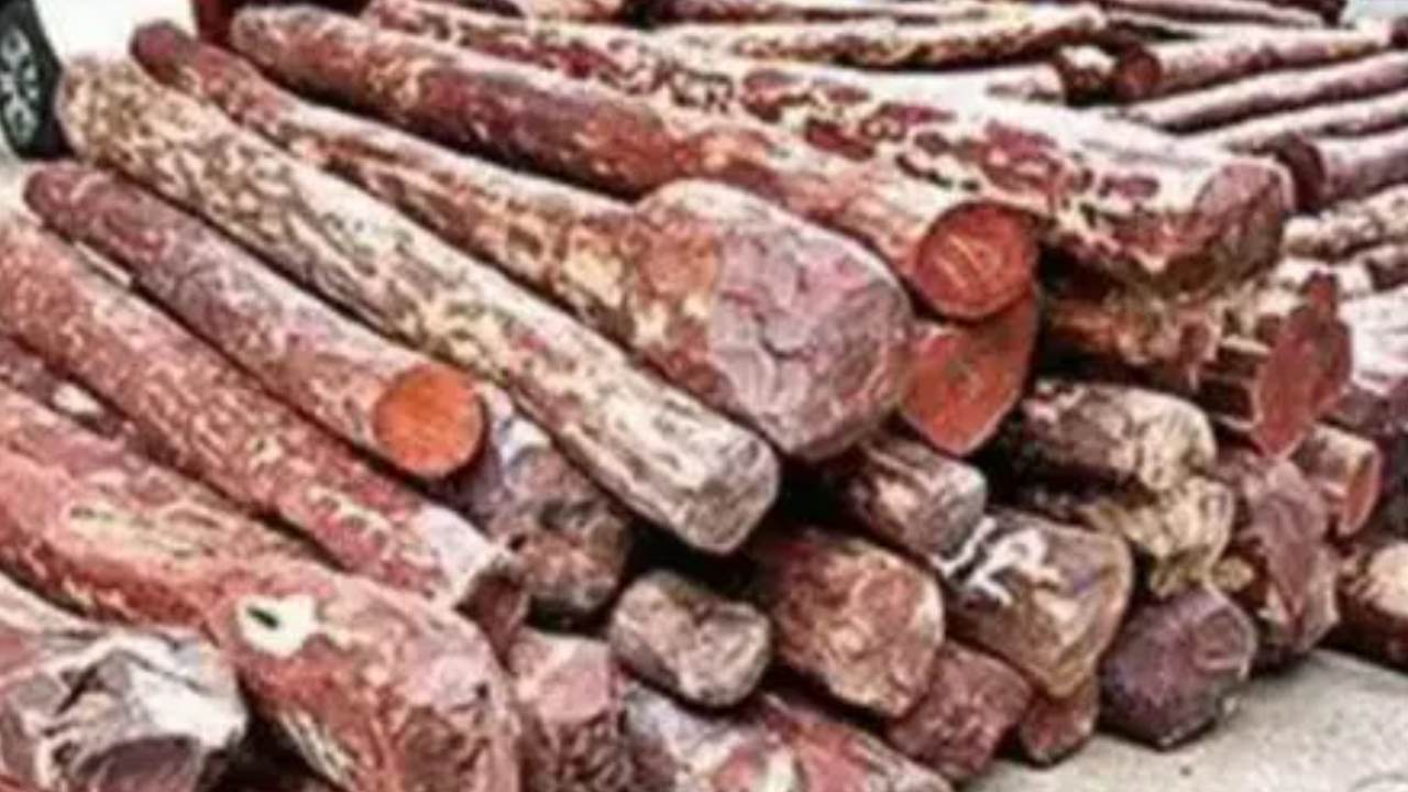 Red Sandalwood Seized : తిరుపతిలో భారీగా ఎర్రచందనం స్వాధీనం.. 25 మంది స్మగ్లర్లు అరెస్టు Red Sandalwood Seized : తిరుపతిలో భారీగా ఎర్రచందనం స్వాధీనం.. 25 మంది స్మగ్లర్లు అరెస్టు