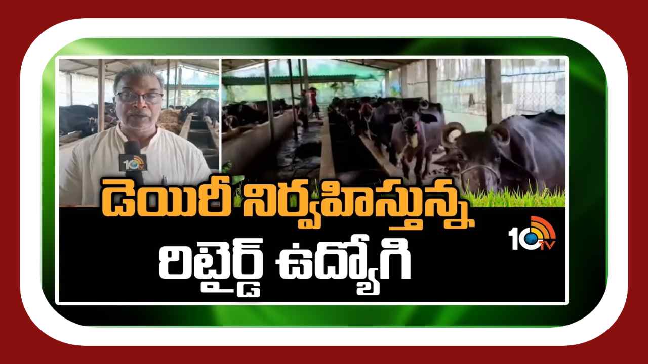 Dairy Management : గేదెల డెయిరీ నిర్వాహణలో రిటైర్డ్ ఇంజనీర్.. పాలను డోర్ డెలివరీ చేస్తూ లాభాలు Dairy Management : గేదెల డెయిరీ నిర్వాహణలో రిటైర్డ్ ఇంజనీర్.. పాలను డోర్ డెలివరీ చేస్తూ లాభాలు