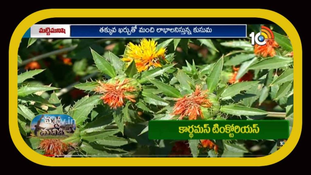 Safflower