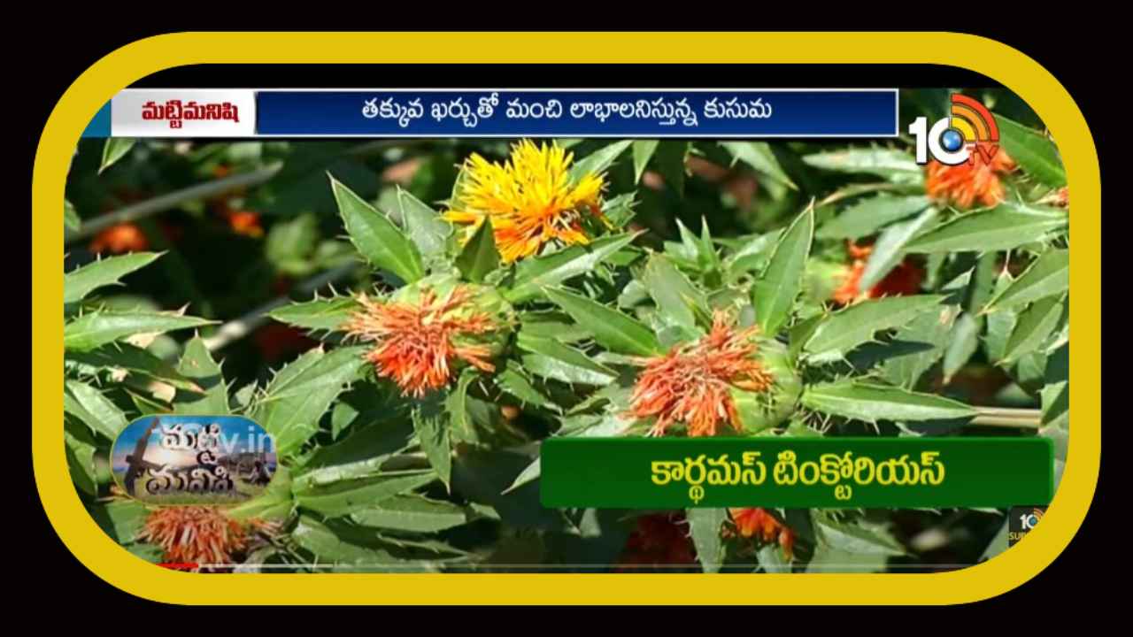 Safflower Cultivation : కుసుమలో అధిక దిగుబడి కోసం మేలైన యాజమాన్యం Safflower Cultivation : కుసుమలో అధిక దిగుబడి కోసం మేలైన యాజమాన్యం