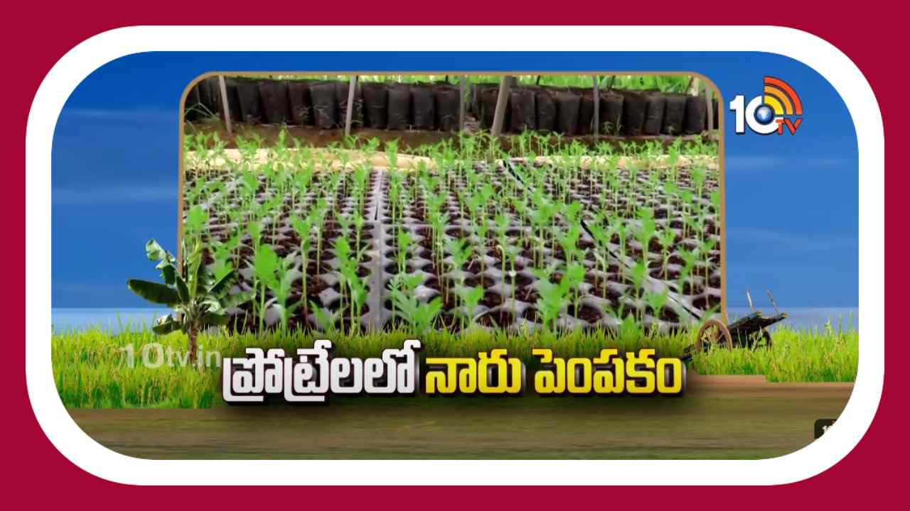 Seeding Cultivation Techniques : సంప్రదాయ పద్ధతిలో ప్రోట్రేలలో నారు పెంపకం Seeding Cultivation Techniques : సంప్రదాయ పద్ధతిలో ప్రోట్రేలలో నారు పెంపకం