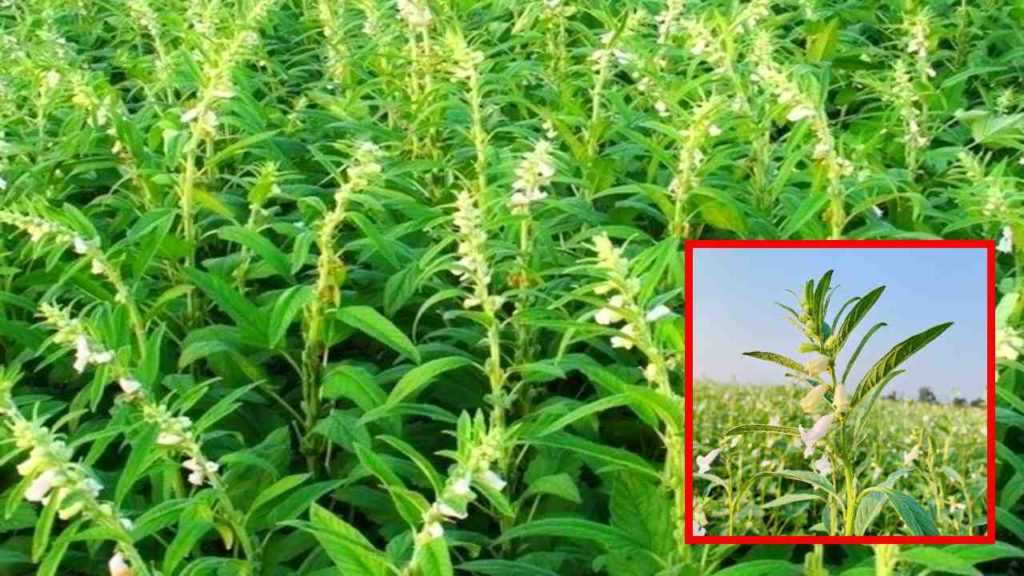 Sesame Farming