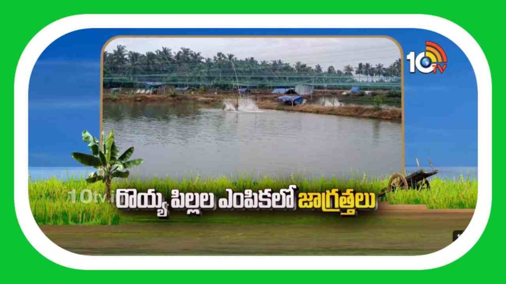Shrimp Farming