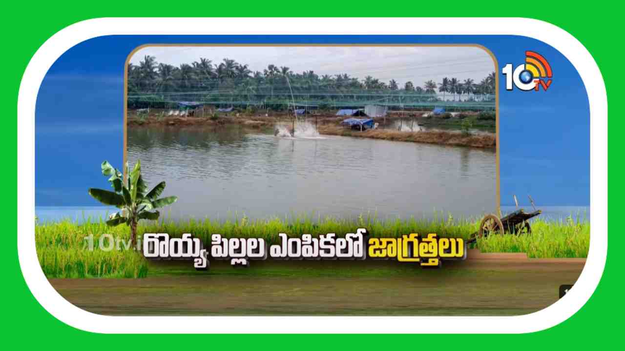 Shrimp Farming : రొయ్య పిల్లల ఎంపికలో జాగ్రత్తలు Shrimp Farming : రొయ్య పిల్లల ఎంపికలో జాగ్రత్తలు