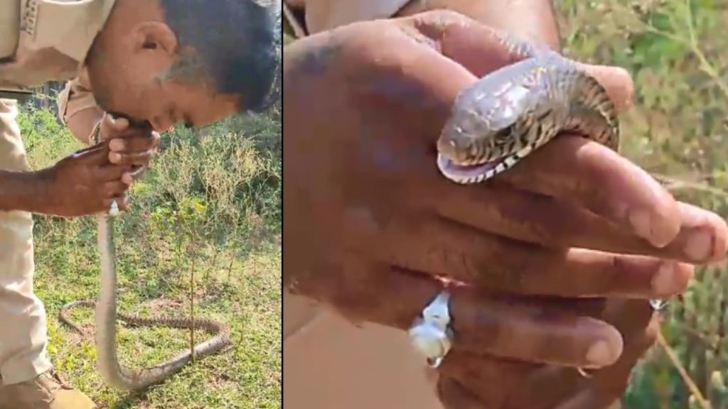 Snake