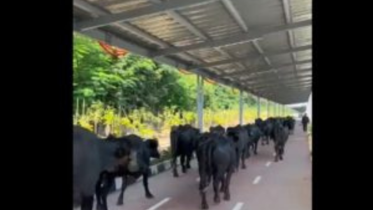 Solar roof cycle track: ప్రతిష్టాత్మకంగా నిర్మించిన సోలార్ రూఫ్ సైకిల్ ట్రాక్ను హాయిగా వాడుకున్న బర్రెలు.. వీడియో Solar roof cycle track: ప్రతిష్టాత్మకంగా నిర్మించిన సోలార్ రూఫ్ సైకిల్ ట్రాక్ను హాయిగా వాడుకున్న బర్రెలు.. వీడియో