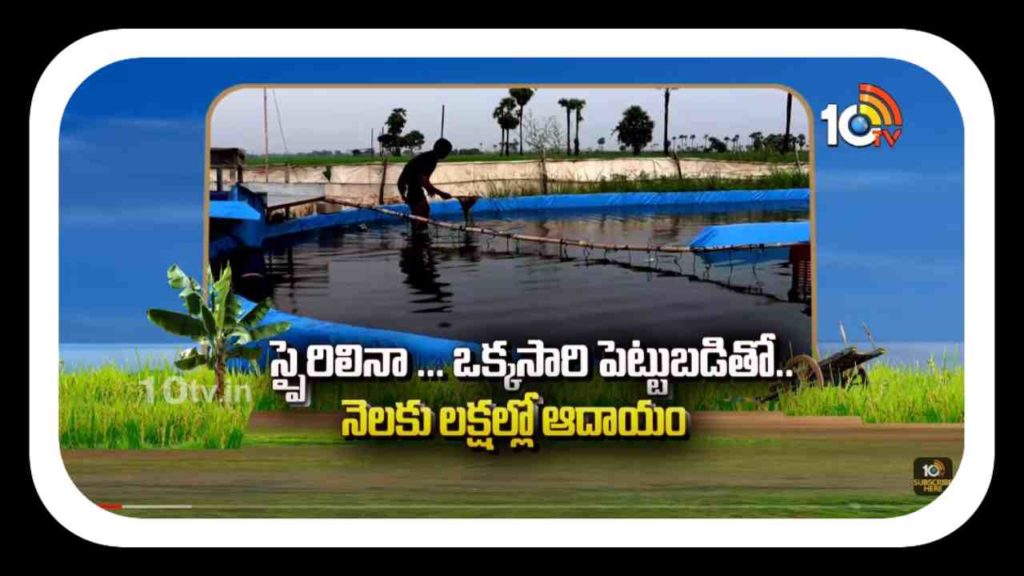 Spirulina Farming