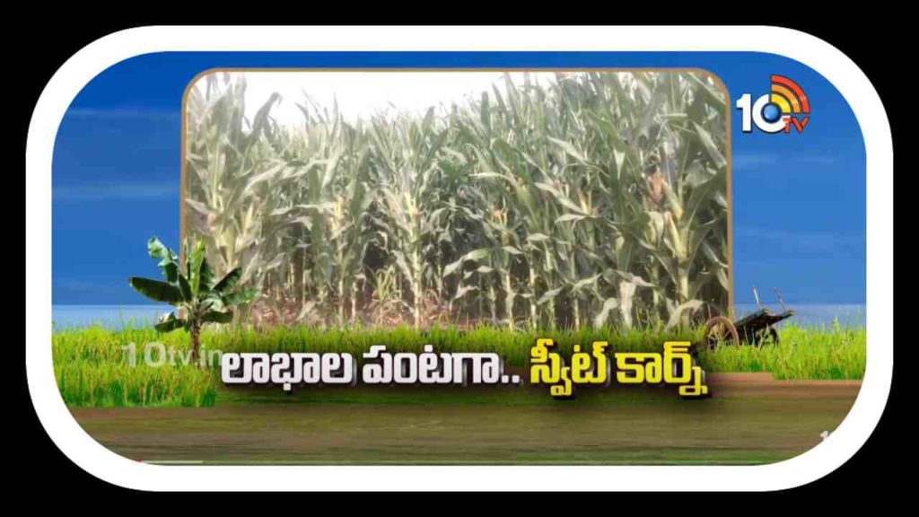 Sweet Corn Cultivation
