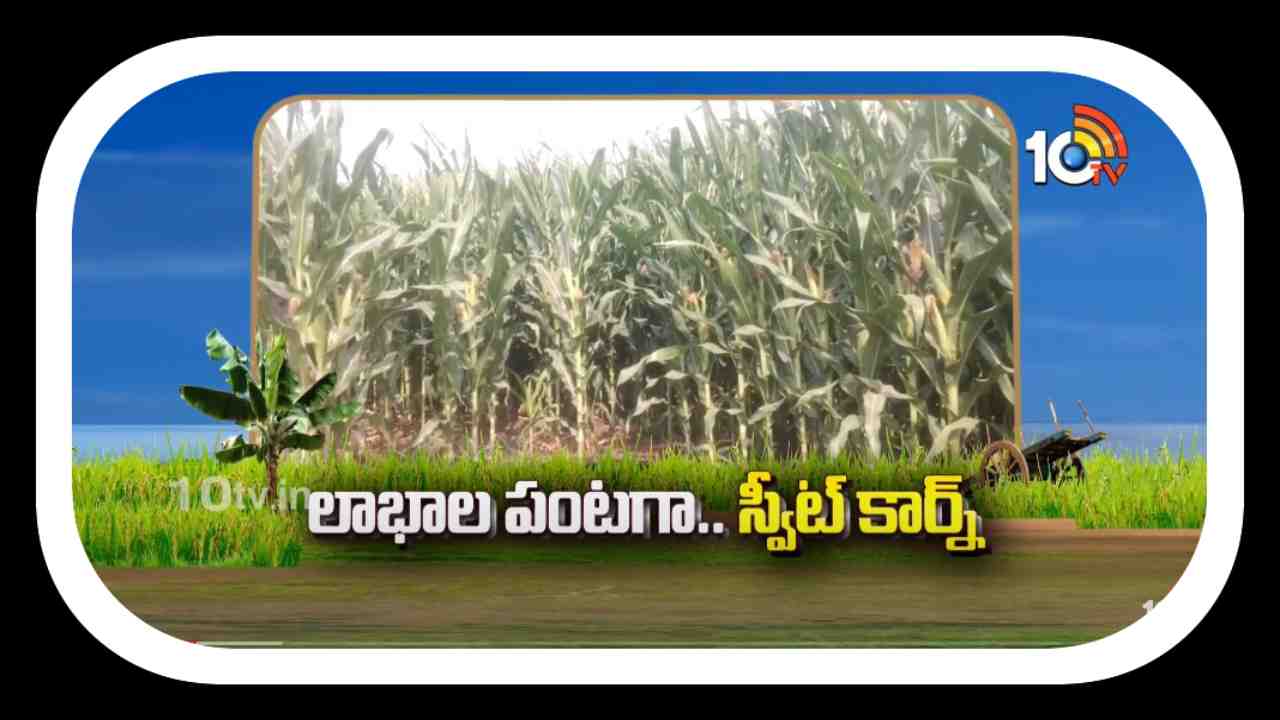 Sweet Corn Cultivation : స్వీట్ కార్న్ సాగులో అధిక దిగుబడుల కోసం సాగులో మేలైన యాజమాన్య పద్ధతులు Sweet Corn Cultivation : స్వీట్ కార్న్ సాగులో అధిక దిగుబడుల కోసం సాగులో మేలైన యాజమాన్య పద్ధతులు