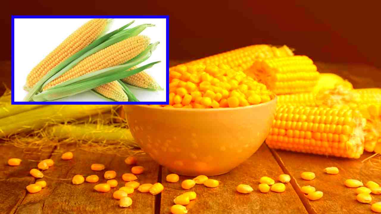 Sweet Corn : మలబద్ధకం సమస్యను పోగొట్టే స్వీట్ కార్న్ ! Sweet Corn : మలబద్ధకం సమస్యను పోగొట్టే స్వీట్ కార్న్ !
