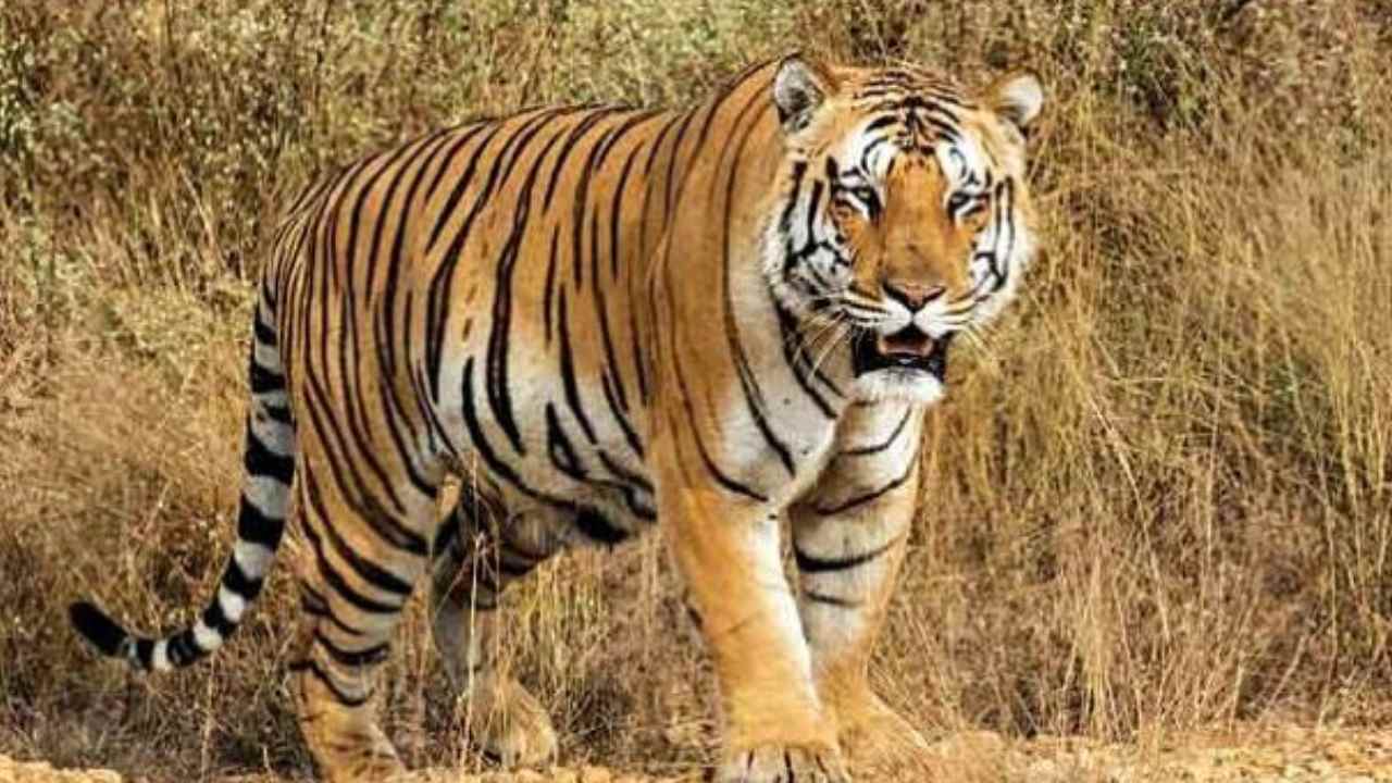 Tiger : తెలంగాణ – మహారాష్ట్ర సరిహద్దులో పెద్దపులి సంచారం.. తీవ్ర భయాందోళనలో ప్రజలు Tiger : తెలంగాణ – మహారాష్ట్ర సరిహద్దులో పెద్దపులి సంచారం.. తీవ్ర భయాందోళనలో ప్రజలు