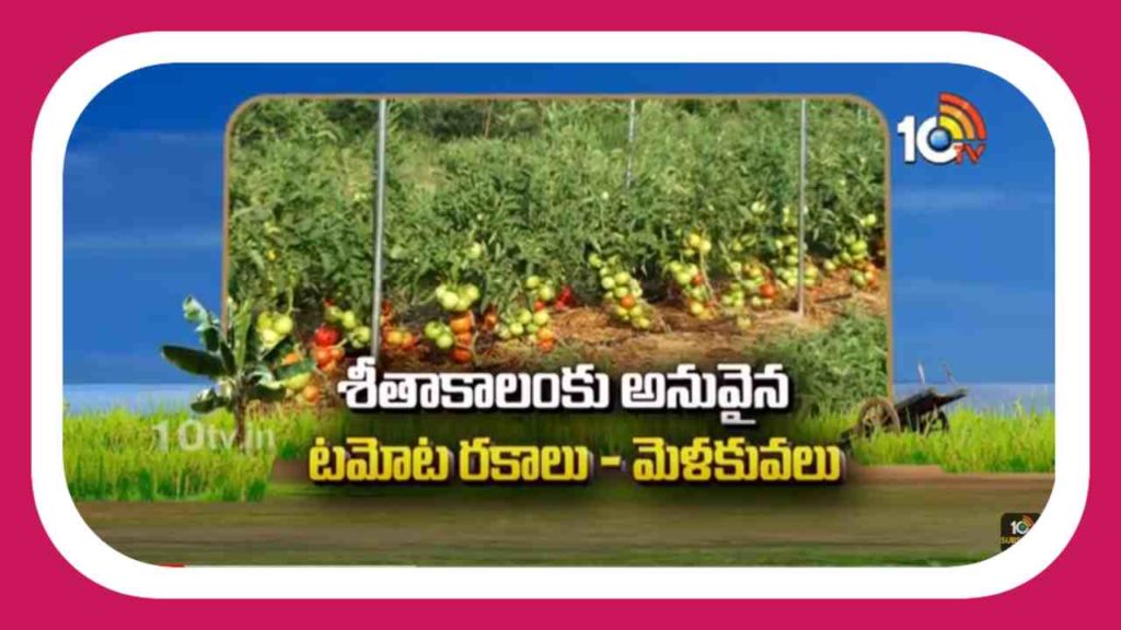 Tomato Cultivation