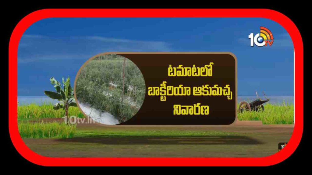 Tomato Cultivation