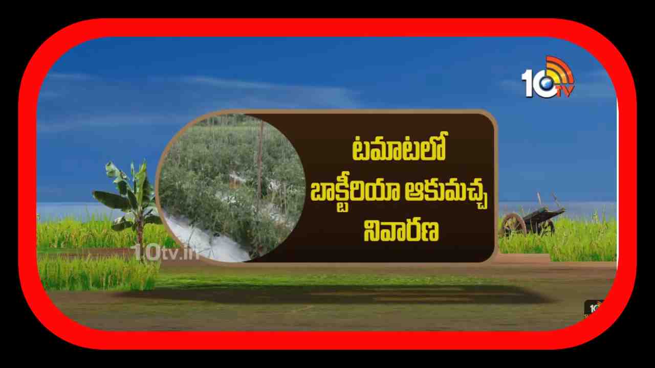 Tomato Cultivation : టమాటలో బ్యాక్టీరియా ఆకుమచ్చ తెగులు నివారణ Tomato Cultivation : టమాటలో బ్యాక్టీరియా ఆకుమచ్చ తెగులు నివారణ