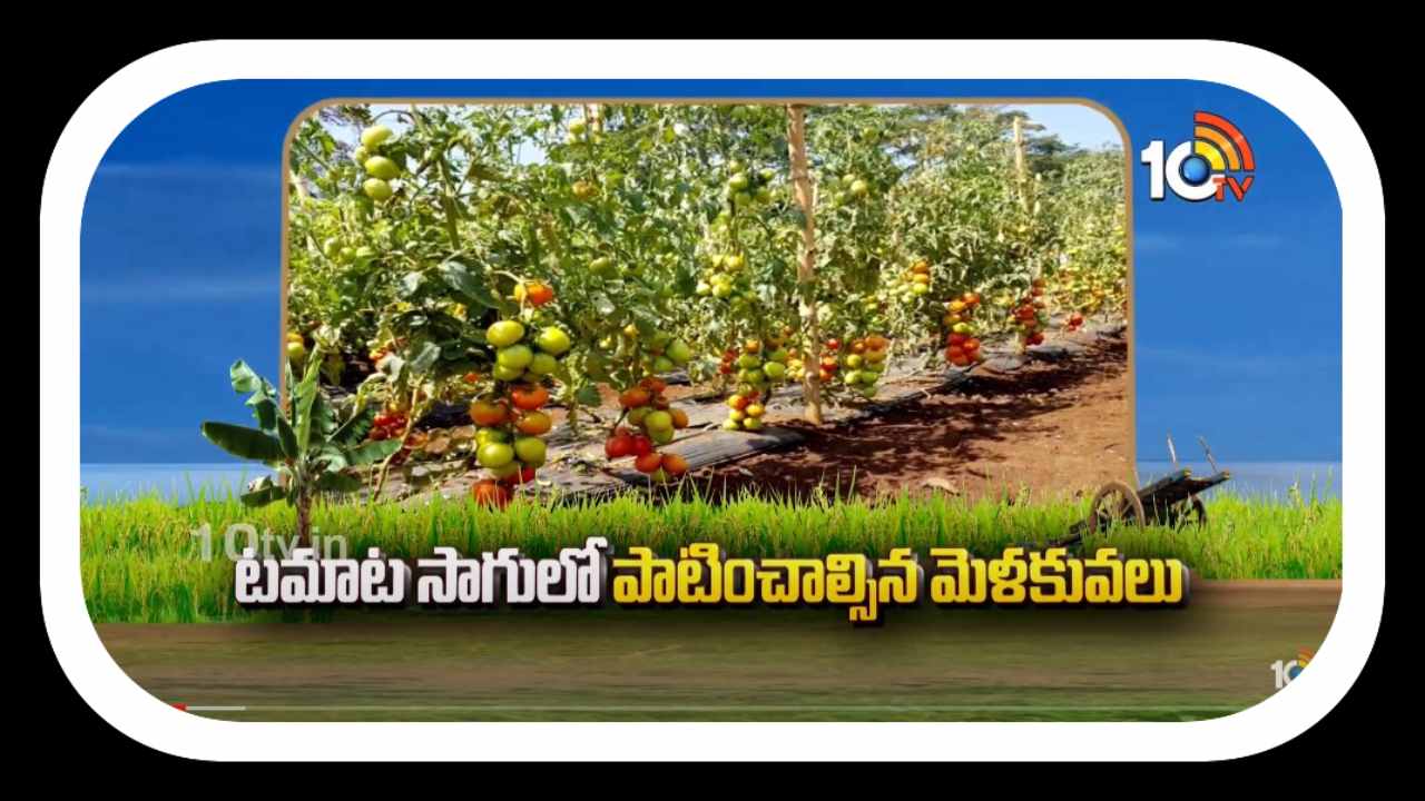 Tomato Cultivation : టమాట సాగులో పాటించాల్సిన మెళకువలు Tomato Cultivation : టమాట సాగులో పాటించాల్సిన మెళకువలు