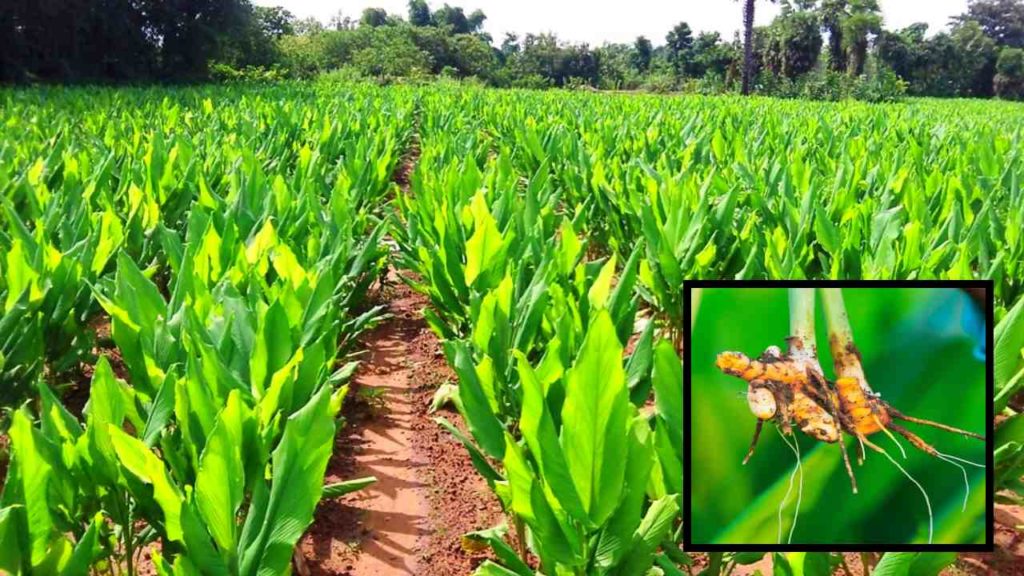 Turmeric Farming