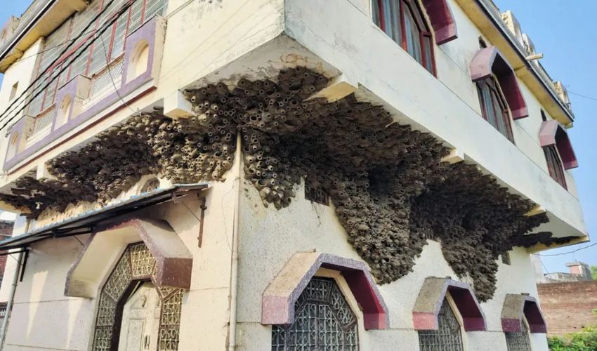 Birds Strange Nest : ఆ పక్షుల గూళ్లకు 200 ఏళ్ల చరిత్ర,ఆ గ్రామంలో ఆ ఇల్లంటే వాటికి ఎందుకంత ఇష్టం..? Birds Strange Nest : ఆ పక్షుల గూళ్లకు 200 ఏళ్ల చరిత్ర,ఆ గ్రామంలో ఆ ఇల్లంటే వాటికి ఎందుకంత ఇష్టం..?