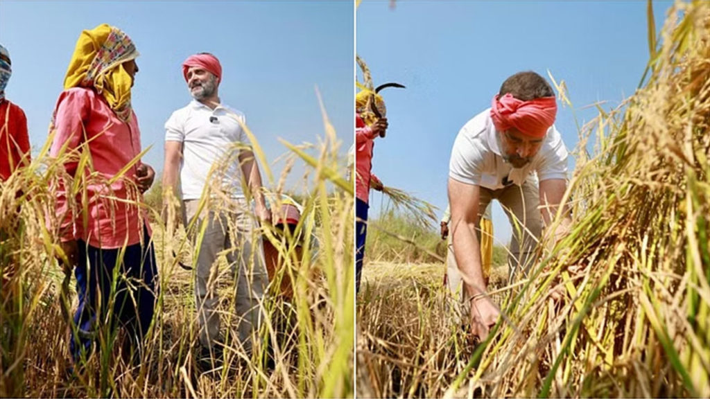 rahul in paddy field is this feet help to congress in upcoming elections
