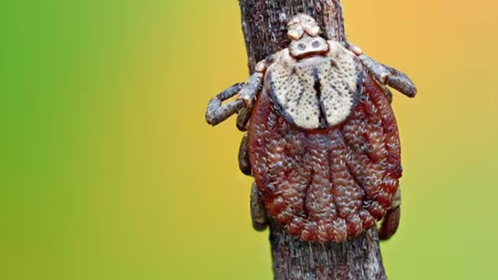 Odisha Reports Eight Fatalities From Scrub Typhus and Testing Intensified