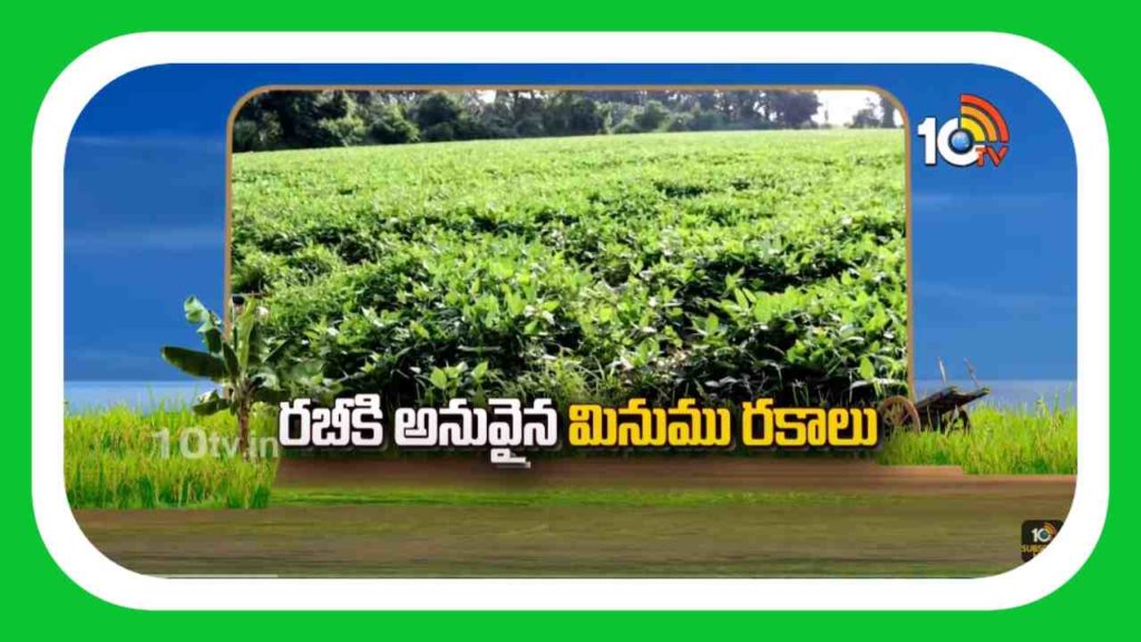 Rabi Varieties
