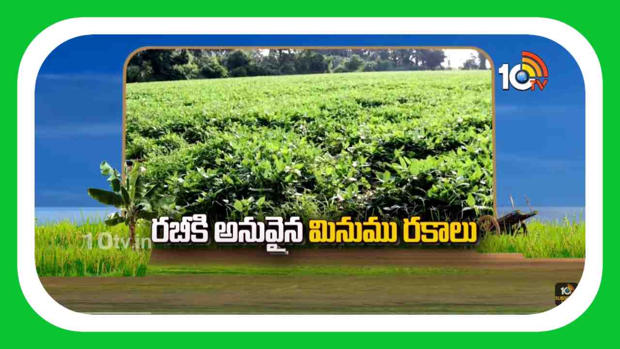 Black Gram Cultivation : రబీకి అనువైన మినుము రకాలు.. మూడు కాలాల్లో సాగుకు అనుకూలం Black Gram Cultivation : రబీకి అనువైన మినుము రకాలు.. మూడు కాలాల్లో సాగుకు అనుకూలం
